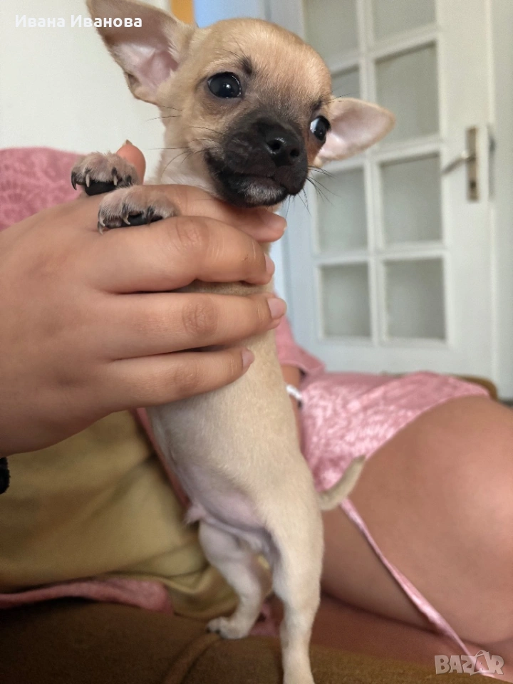 Продавам мини чиху-пинчери, снимка 1