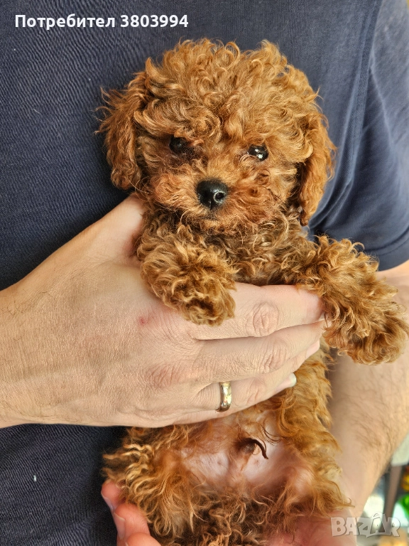 Чистокръвен тийкъп той пудел момченце, снимка 1