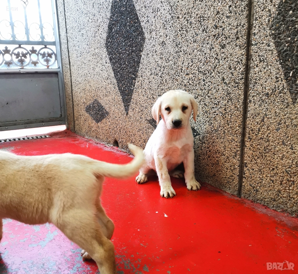 Лабрадор ретривър , снимка 1