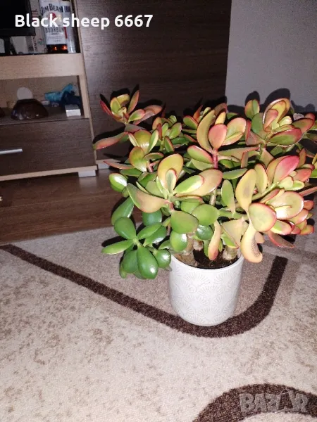 красула-дървото на живота , столетник, снимка 1