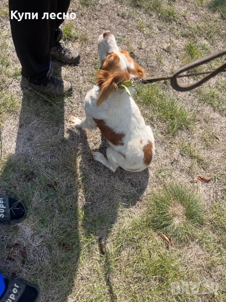  Бретон шпаньол женска , снимка 1