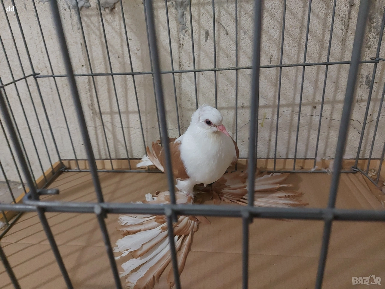 саксонска чайка, снимка 1