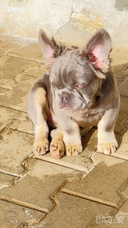 Френски булдог, снимка 1