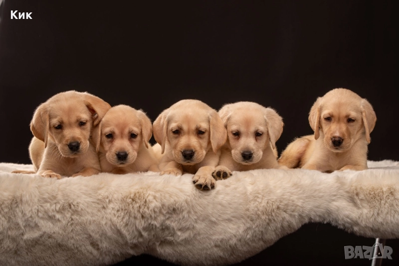 Чистокръвни бели и кремови лабрадори , снимка 1