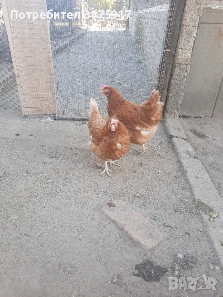 продавам кокошки носачки за яйца, снимка 1