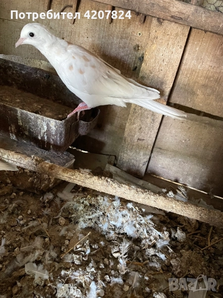 Гугутки Скумрийки, снимка 1