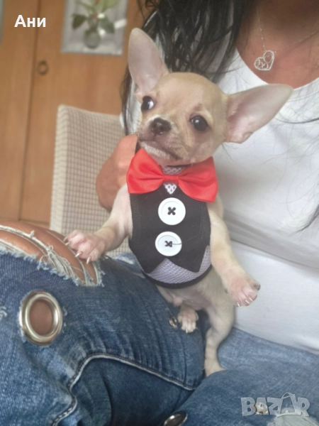 КУЧЕНЦЕ МЕЧТА.УНИКАЛНО ЧИХЕНЦЕ, снимка 1