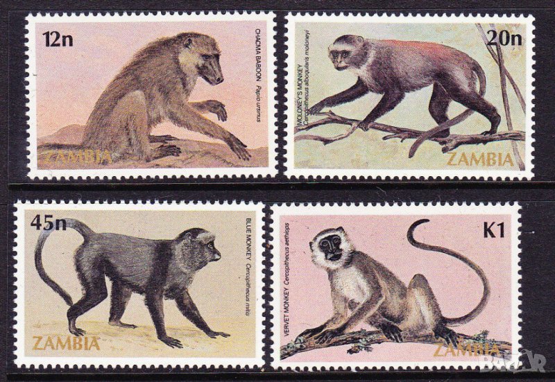 Замбия. 1985. Фауна. Маймуни. Примати., снимка 1