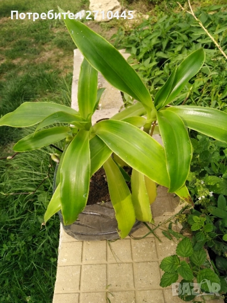 Лечебно цвете КАЛИЗИЯ , снимка 1