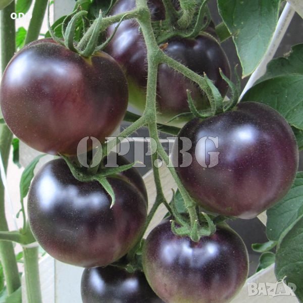 Семена за вкусни Черни Чери Домати Black Cherry, снимка 1