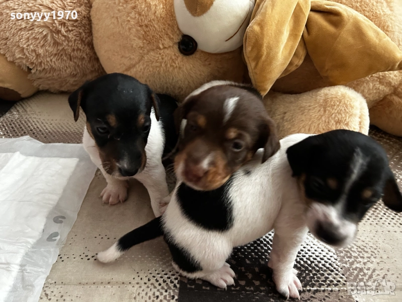 ДЖАК РЪСЕЛ-250ЛВ ЗА СЛАДУРЧЕ 1109250819, снимка 1