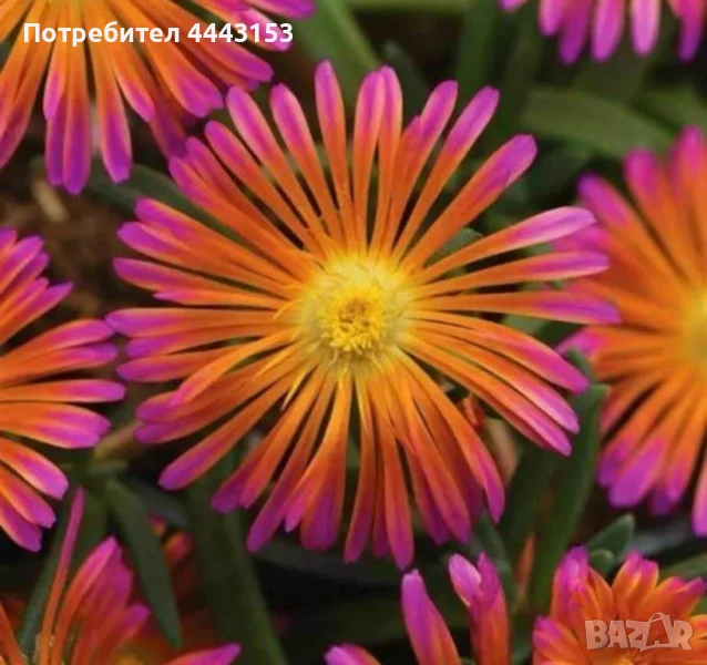 Делосперма , снимка 1