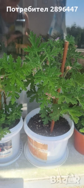 Индрише, много ароматно, разклонено, снимка 1