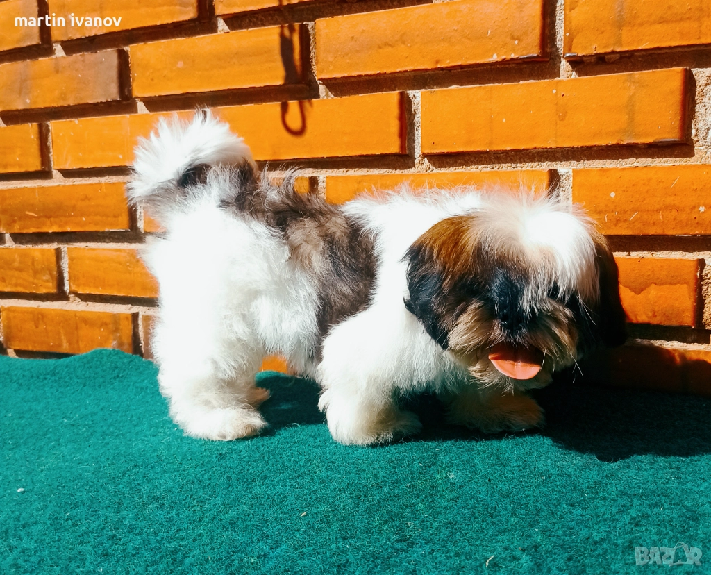 Кученца шитцу, снимка 1