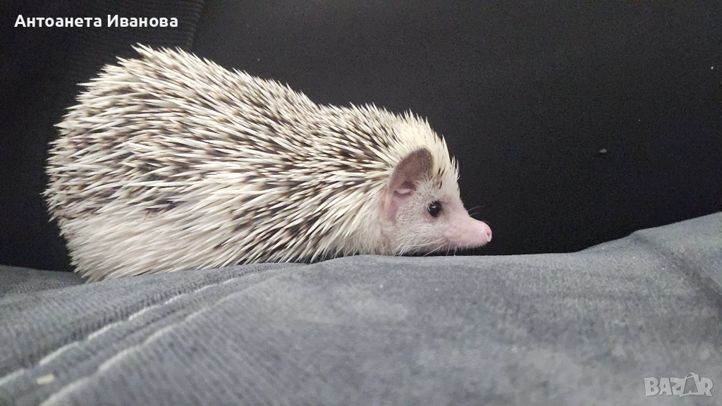 Женски африкански таралеж , снимка 1