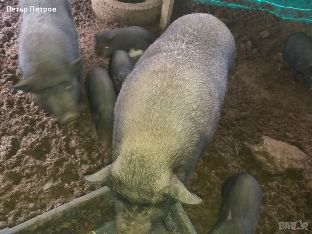 Виетнамски прасенца, снимка 1