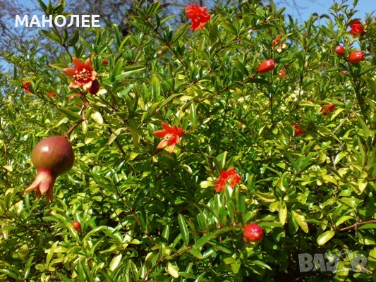 Нар-това е вкус,здраве и красота, снимка 1