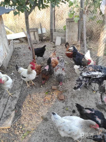 Продавам домашни млади петли, снимка 1