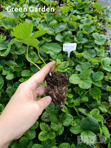 ягоди Албион-целогодишно, снимка 3 - Градински цветя и растения - 51716990