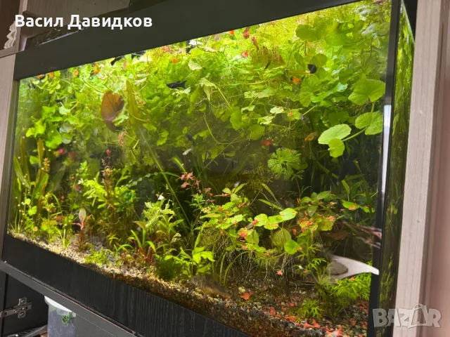 Живородни рибки , снимка 17 - Рибки - 44500989