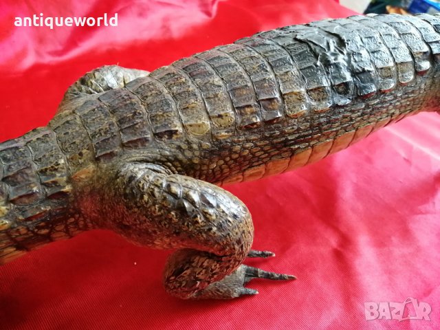 КРОКОДИЛ, снимка 4 - Антикварни и старинни предмети - 37947771