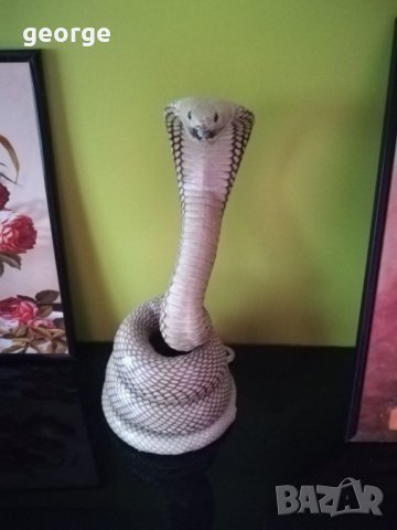 Препарирана кобра - истинска
