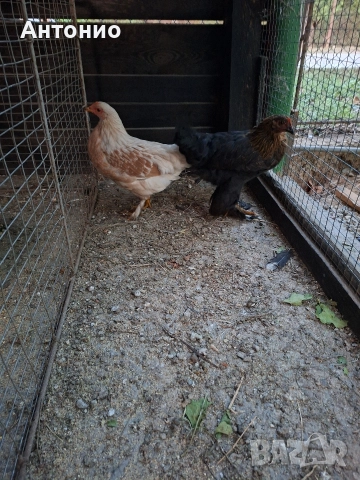 продавам джинки , снимка 6 - Кокошки и пуйки - 52171441