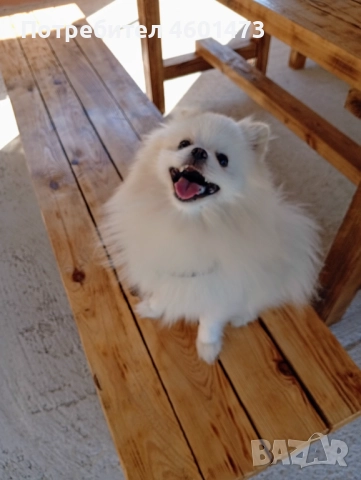 Търся женски померан за разплод!, снимка 4 - Търси партньор - 51798737