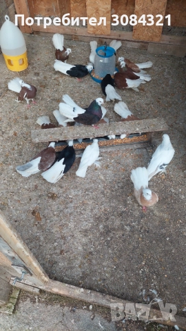 Продавам белослатински белоглави гълъби , снимка 2 - Гълъби - 52560526