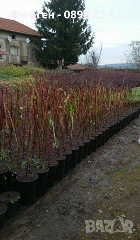 Малини - целогодишни, снимка 6 - Градински цветя и растения - 38888073