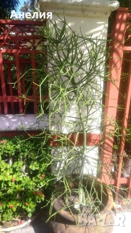 Кактус без бодли Euphorbia tirucalli