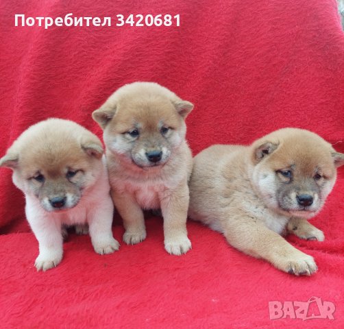 Shiba inu шиба Ину , снимка 4 - Шиба ину - 43622537