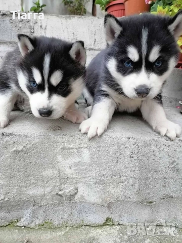 Продавам Кученца Хъски, снимка 3 - Хъски - 52637021