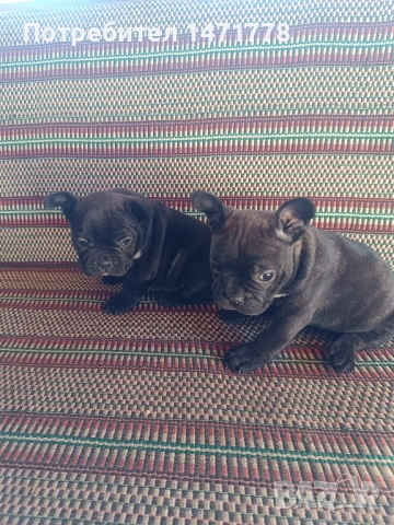 Френски булдог , снимка 6 - Френски булдог - 53188378