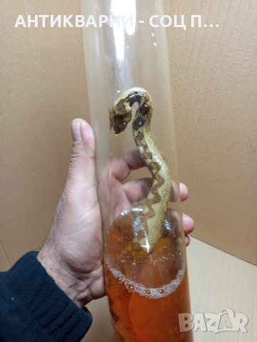 Стара Образователна Препарирана Носорога Усойница Пепелянка. , снимка 2 - Антикварни и старинни предмети - 52930839