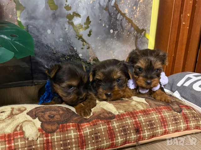 Йоркширски териер 