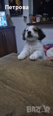 продавам джак ръсел териер