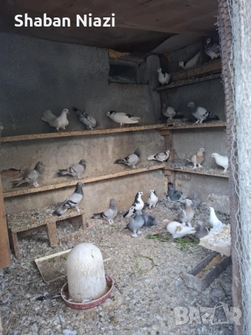 Имам млади гълъби за продажба. , снимка 1