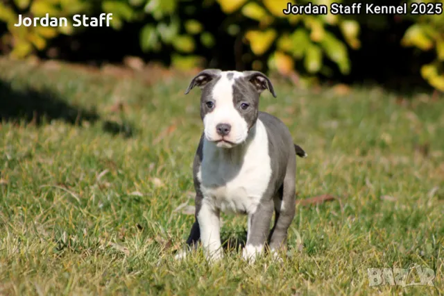 *Американски Стафордшир Териер бебета с FCI родословие- Jordan Staff Kennel*, снимка 5 - Американски стафордширски териер - 28596325