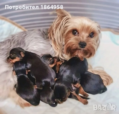 СУПЕР МИНИ ЙОРКИ Доставка, снимка 6 - Йоркширски териер - 52519399