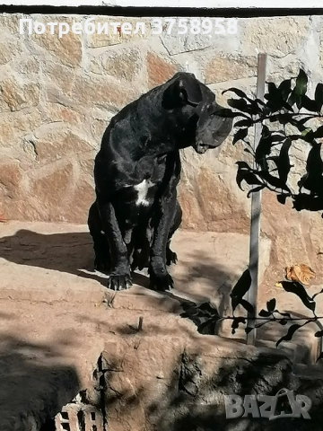 продавам женска кане корсо 