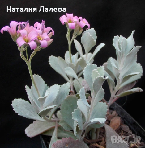 Каланхое Пумила,  Kalanchoe pumila