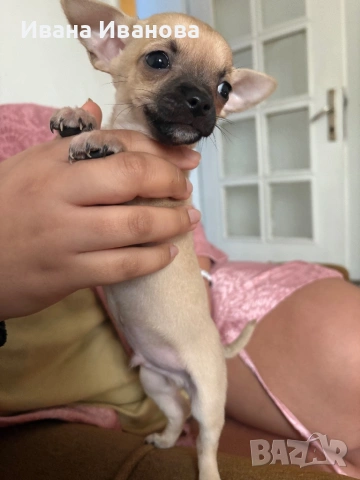 Продавам мини чиху-пинчери
