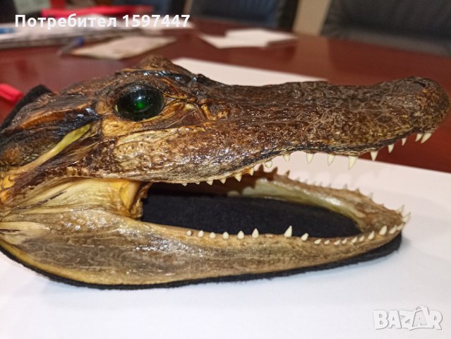 Автентична глава алигатор/крокодил, снимка 8 - Други - 28720246