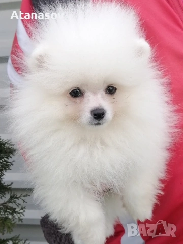 Померан Померанче