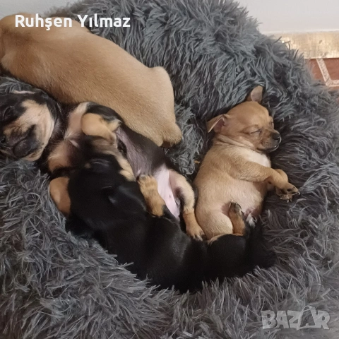 Продавам 4 пинчера на 40 дена 3 женски 1 мъжко , снимка 3 - Пинчер - 53099622
