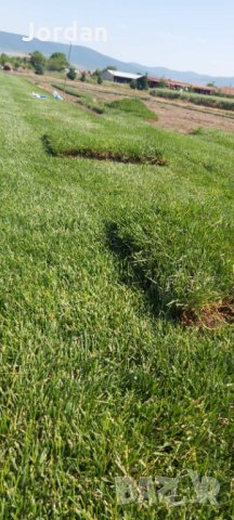 Райграс - тревни чимове. Изгодни цени., снимка 3 - Градински цветя и растения - 33130134