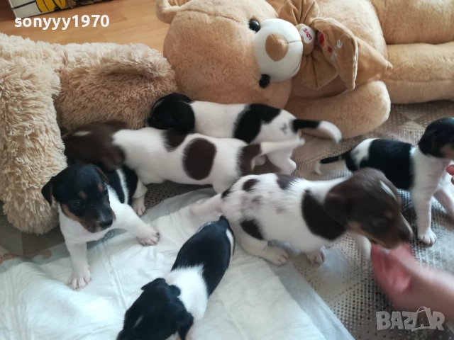 ДЖАК РЪСЕЛ СЛАДУРИ 250ЛВ ЗА КУТРЕ 1409250841, снимка 3 - Джак ръсел териер - 51706283