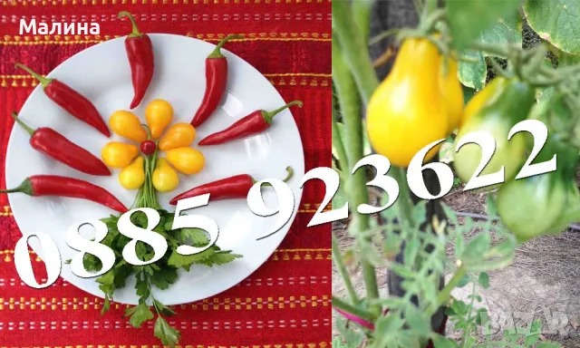 Био Люти Чушки в Саксия Екологично и Биологично Отглеждани + ПОДАРЪК, снимка 7 - Разсади - 37047638