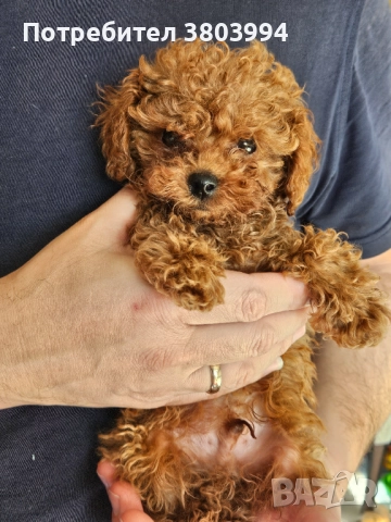 Чистокръвен тийкъп той пудел момченце